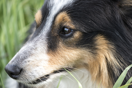 Sad dog eyesの写真素材