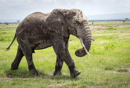 African elephant, walking on savannahの写真素材
