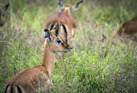 Grazing gazelle in the grass in Lake Nakuru National Parkの写真素材