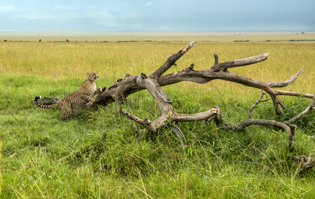 Cheetah on a branch in Masai Mara Park in Africaの写真素材