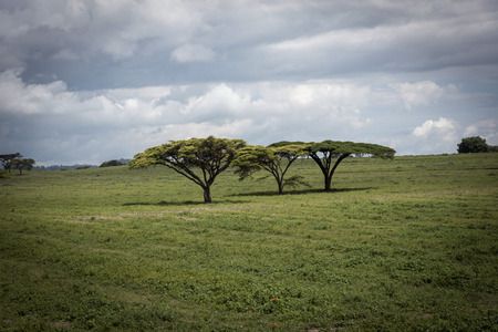 Acacia in the middle of the savannahの写真素材
