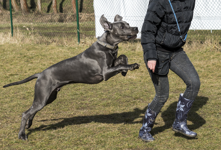 Black male mastiff jumping while practicing on exerciseの写真素材
