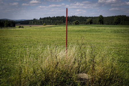 Red surveying in the middle of a meadow and the forest in the backroundの写真素材