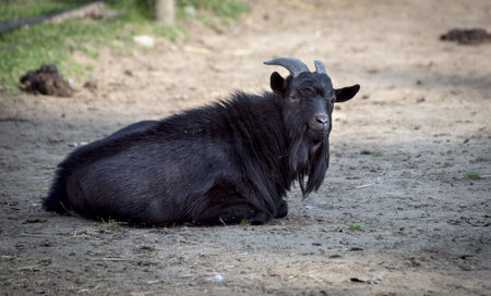 the black goat rests in the corral