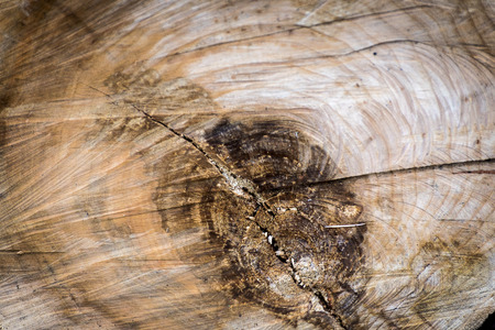 detail of tree trunk with dates and dark knotsの写真素材