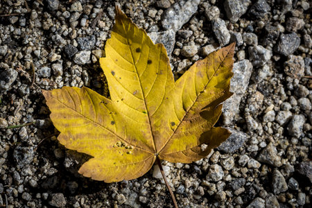 and a yellowish sheet lying on a stone path