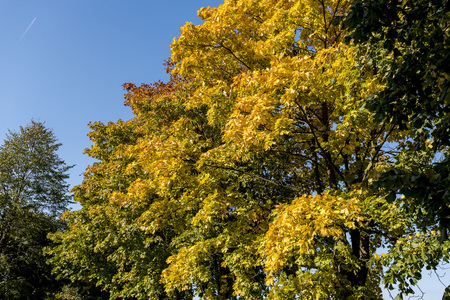 trees with colorful leaves on the road in autumnの写真素材