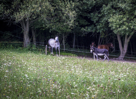 horses and donkeys in the corral under the trees on the meadows of the White Carpathians in Moraviaの写真素材