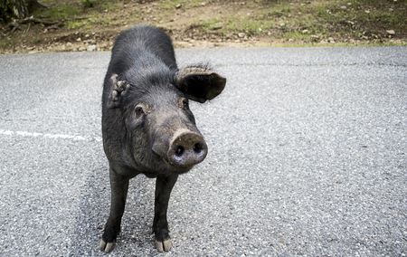 wild boar running in the mountainous interior of the island of Corsicaの写真素材