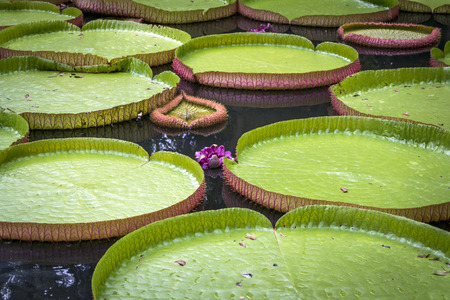 Giant water lilies Amazon Victoria with flowers in a botanical garden on Mauritius Islandの写真素材