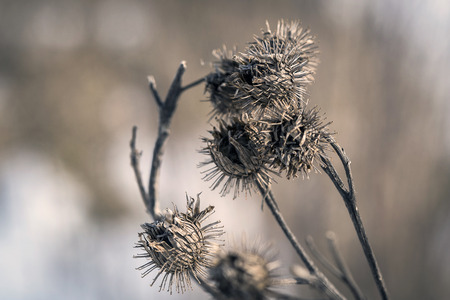 dry heads of thistle peeking out of the icy snow in the winterの写真素材
