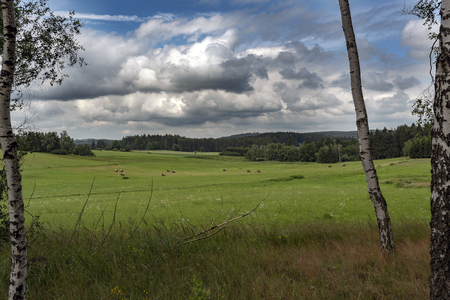 view of the green meadows between birches and floating clouds above them in summerの写真素材
