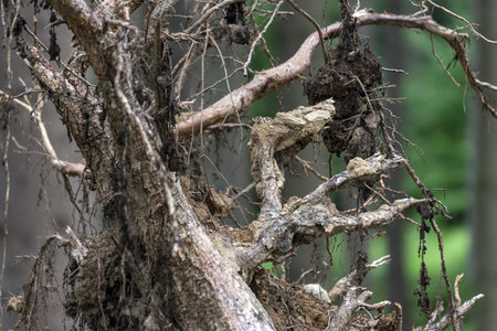 the magical branched root of the reversed tree in the woods