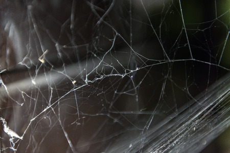 white spider web spliced ??in a corner of a black woodburner - detailの写真素材
