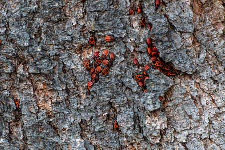 and colonies of red beetles hiding in the bark of an old tree in summer