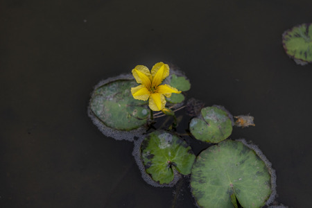 yellow flower on the green leaves of the butterfly floating on the river S?zavaの写真素材