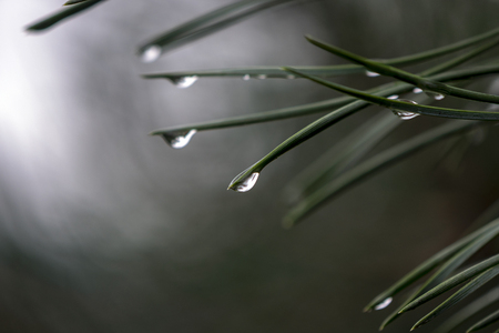 drops on the needles of spruce twigs after rainの写真素材