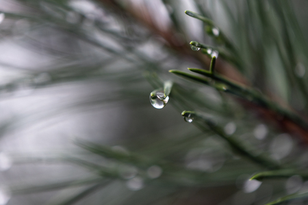 Detail of a drop on a needle of spruce twigs after rainの写真素材