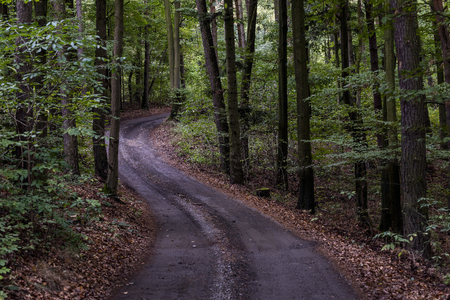 the winding road in the middle of a deep dark forest in autumnの写真素材