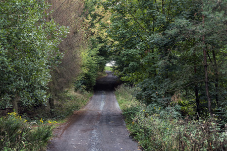 and straight forest path between bushes and autumn treesの写真素材