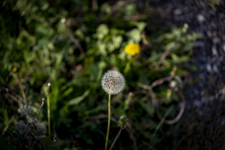 Blooming dandelion with white fluff on green backgroundの写真素材