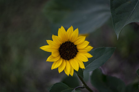 yellow sunflower on a dark background