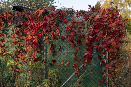 fence garden covered with red flowers climbing plants in autumnの写真素材