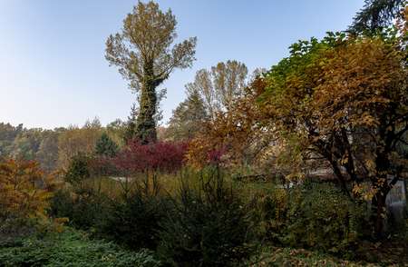 tall tree among bushes with autumn leavesの写真素材