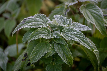 nettle leaves with frozen frosting at sunrise in autumn