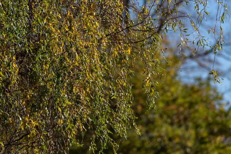 sun rays penetrating through tiny colorful bush leaves in autumnの写真素材