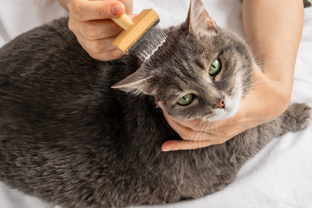 A woman combs her gray cat. The cat is happyの写真素材