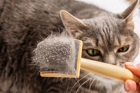A brush to care for pets with cat hair.の写真素材