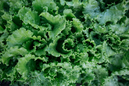 Young fresh lettuce leaves. Green oak lettuce in the agriculture farm. Vegetable farming. Lettuce Lactuca sativa. Macro shot of leaves of green lettuce.の写真素材