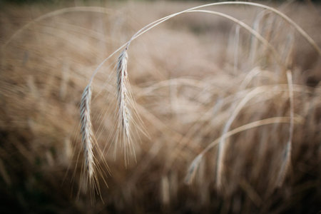 Mature gold rye in the field is ready to be collected.