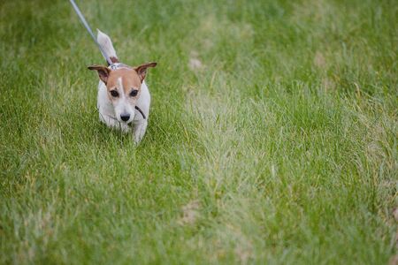 Jack russel on green lawn on a leashの写真素材