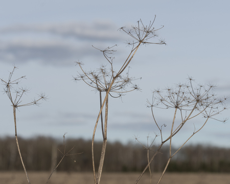 The old grass against the sky.の写真素材