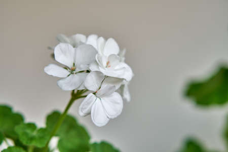 Potted green plants in white pots. Flowers in vase. Dried flowers, cacti. Style.の写真素材