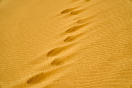 Human footprints in the sand. Rifts and dunes. Grass and trees after the desert.