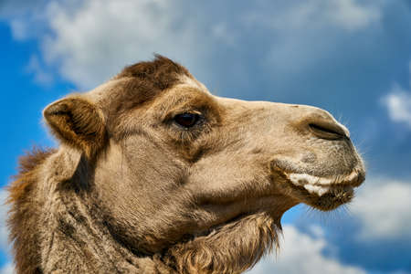 Camel at zoo with foam at mouth. Animals suffer in zoo and get sick. Funny camelの写真素材