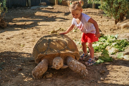 A cute little baby and large land water turtle on land in zoo.の写真素材