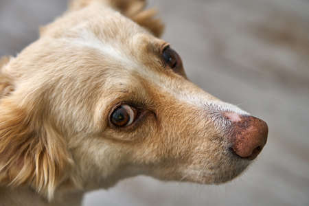 White dog with brown nose and red ears. Ears down. Good.の写真素材
