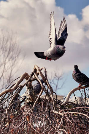 pigeons flew into the nest. Gray blue bird.の写真素材