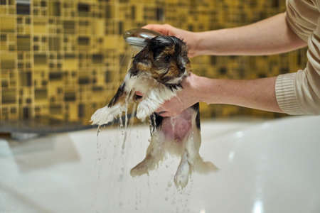 The puppy is being washed. Dog grooming in the bathroom underwater. Yorkshire Terrier in the hands of the owner. Taking care of your pet.の写真素材