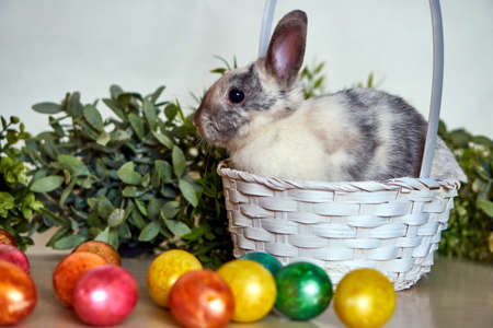 Easter bunny in basket with colored eggs. Festive hare with grass on white wallの写真素材