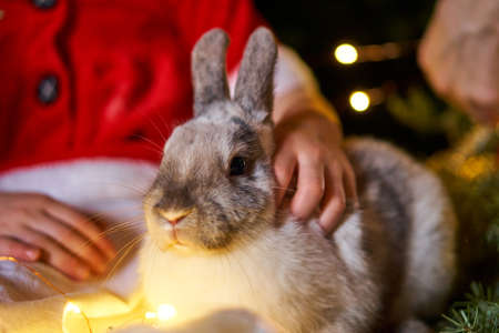 Rabbit in childrens hands. Pet for Christmas. Joy to the child.New Years bunnyの写真素材