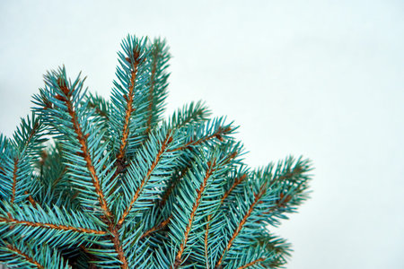 Spruce branches in a vase minimalism. Christmas Pine decor. Green nature and flowers.の写真素材