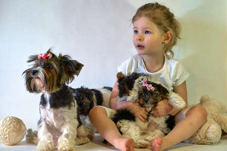 Happy child with dogs. A beautiful little girl holds puppies and laughs with them.の写真素材