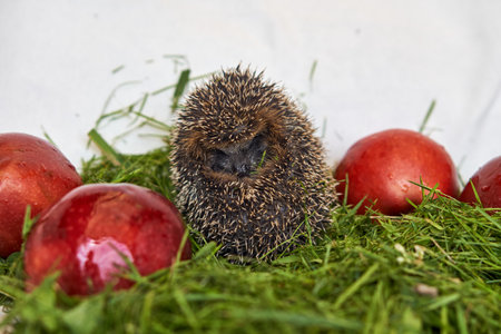 A hedgehog in red apples lies. curled up in a ball and lies on a stump in the grass. Small animal in the wild with place for text.の写真素材