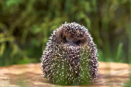 hedgehog is curled up in a ball and lies on a stump in the grass. Small animal in the wild with place for text.の写真素材