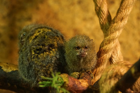 Marmoset monkeys sitting on a branch indoors in the zoo